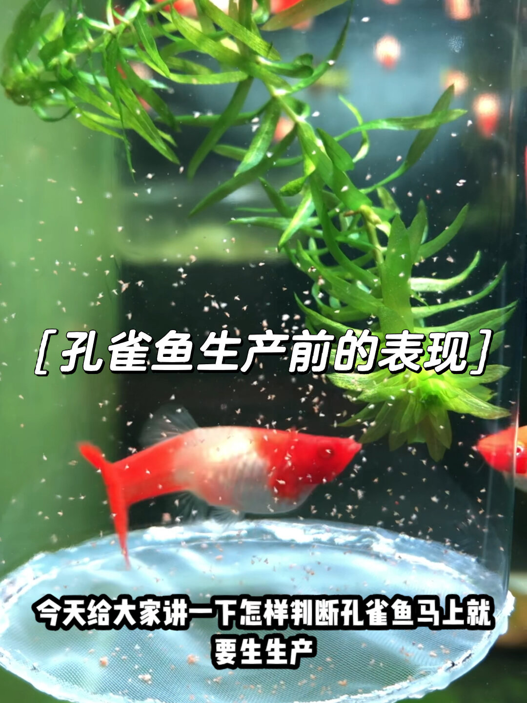 孔雀鱼生产前的五大表现,你学会了吗