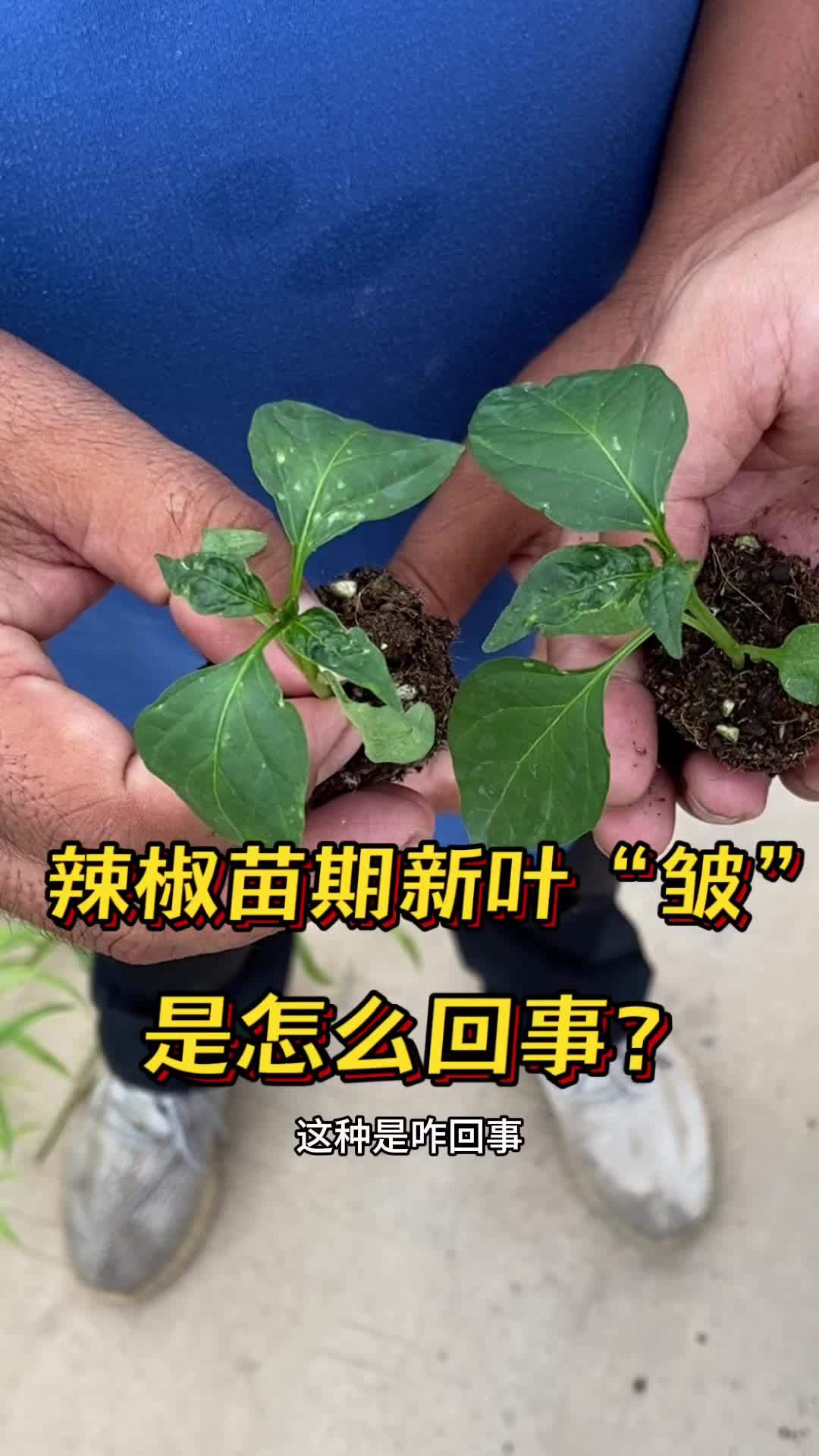 辣椒苗期新叶“皱皱的”,是怎么回事?怎么防治这种情况?三农 农业种植 蔬菜种植 种子种苗