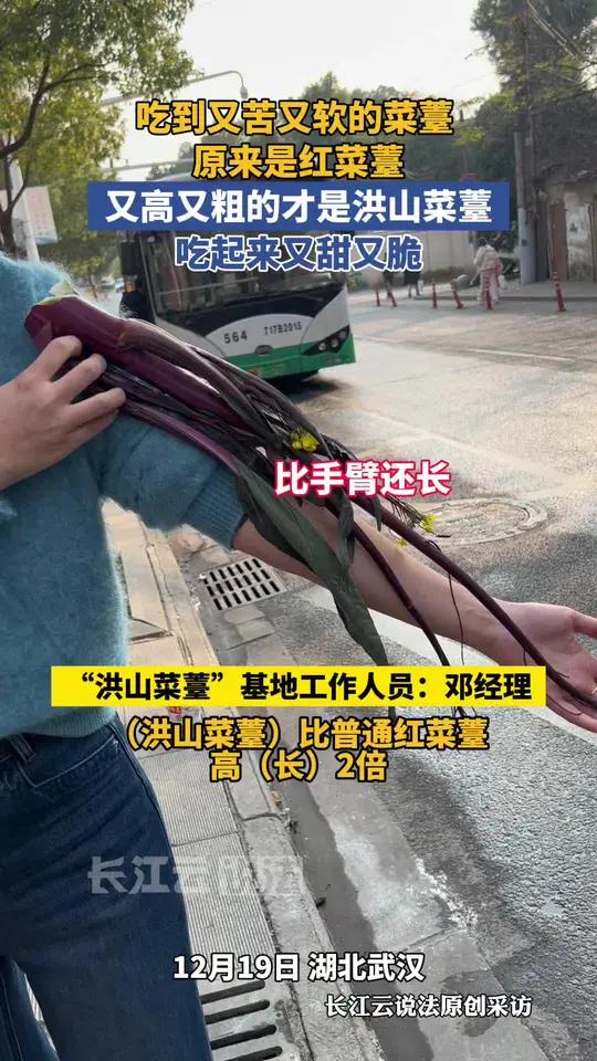 红菜薹VS洪山菜薹,记住这几点,轻松选到好吃的菜薹!