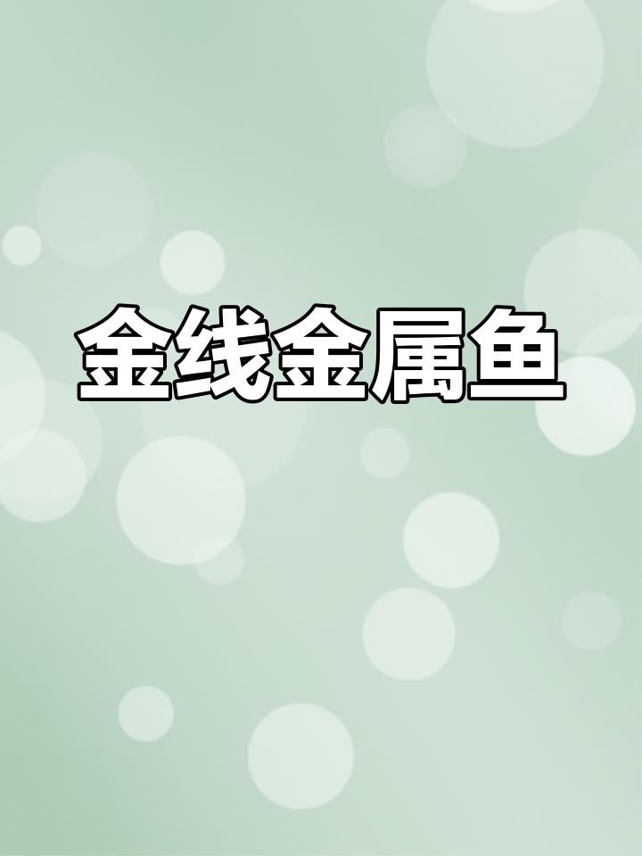 黄金鼠鱼,闪耀如金条