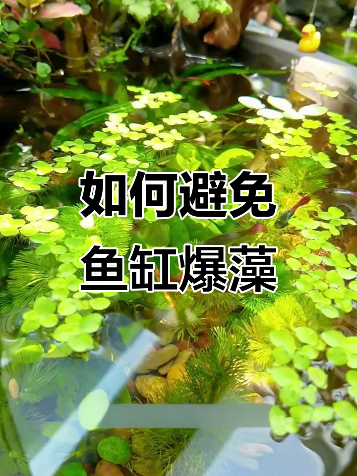 鱼缸防藻秘籍:从水肥到光照全攻略