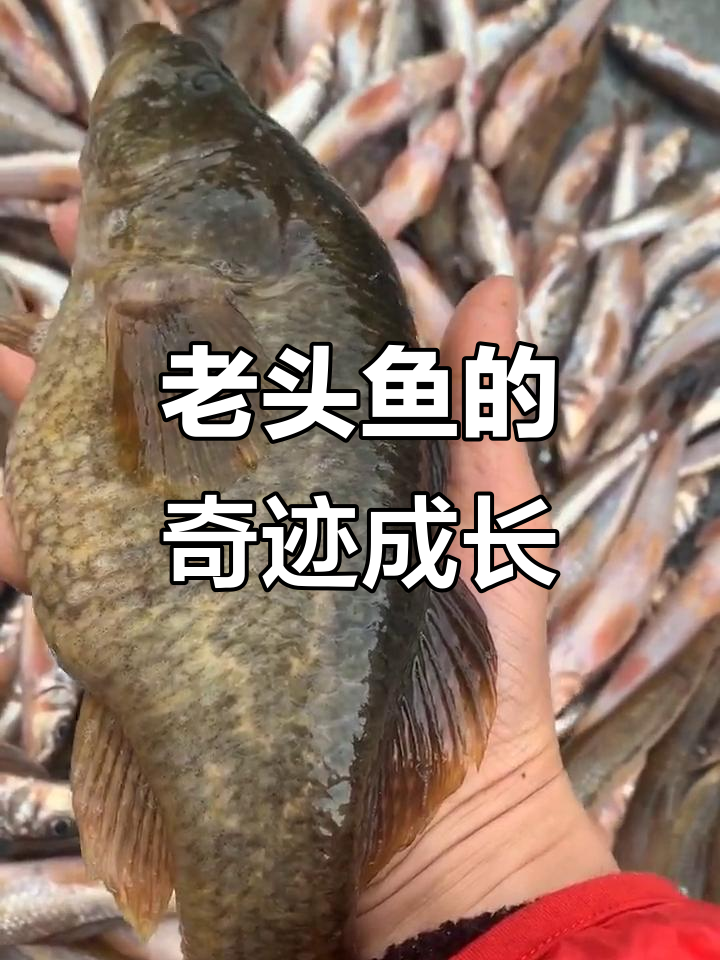八年长八两四,老头鱼惊艳登场!