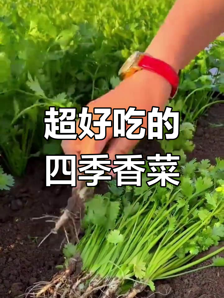 四季大叶香菜,又脆又香甜,家里种起来超好吃