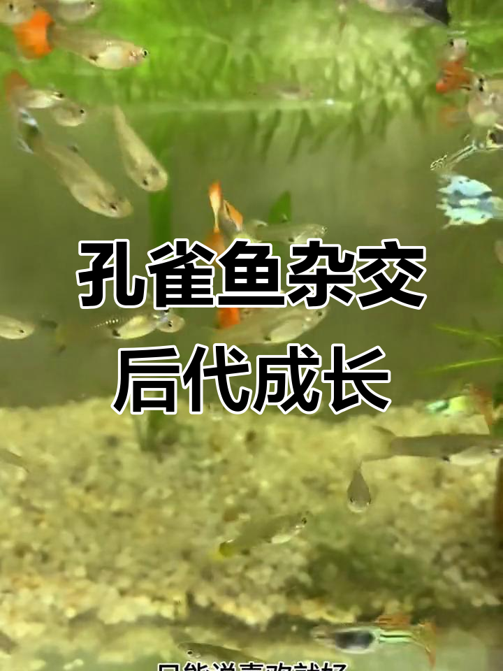 纯种孔雀鱼杂交后代大揭秘,三个月后品相如何?