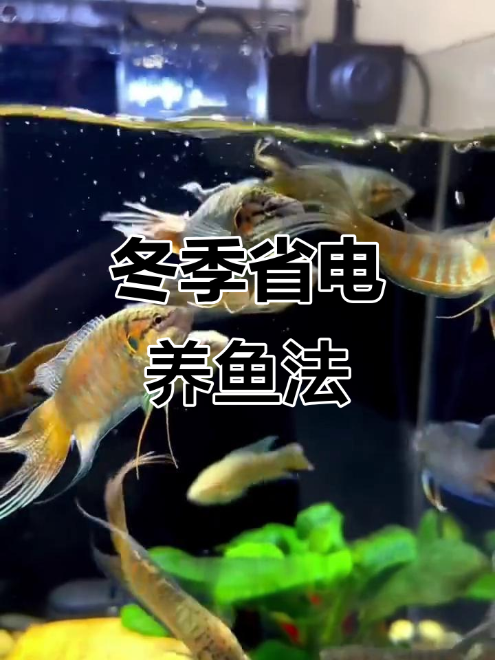 冬季养鱼不费电,六种冷水鱼轻松过冬