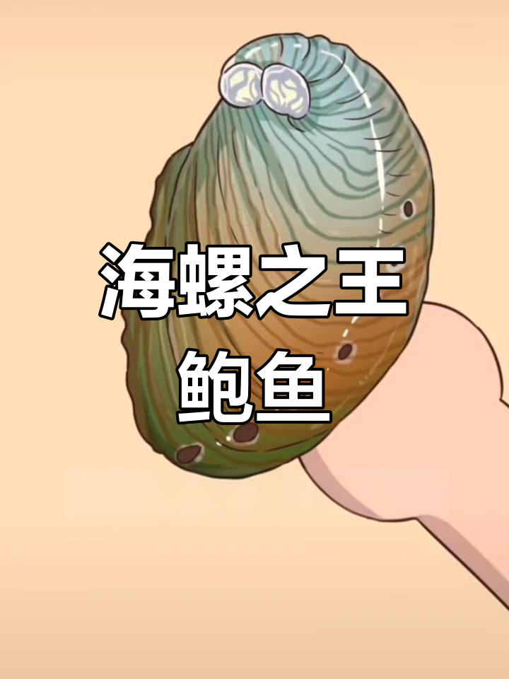 鲍鱼:海洋中的软黄金,四大海珍之首