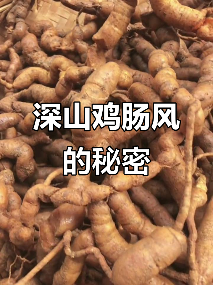 深山土特产鸡肠风，泡酒滋补男性的秘密武器