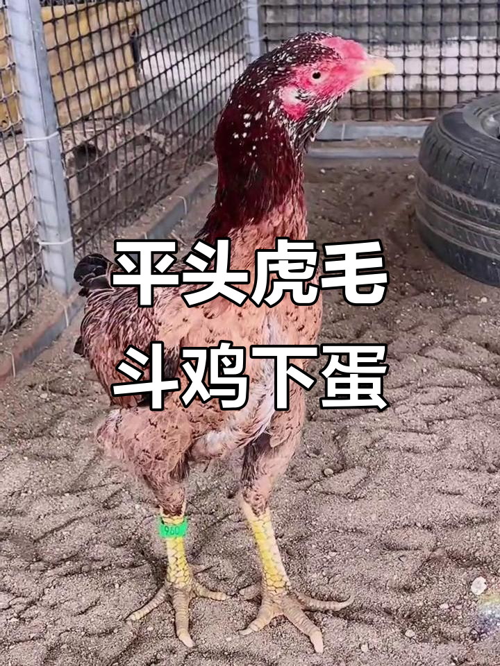越南斗鸡场实拍:平头虎毛母鸡下蛋,质量惊人