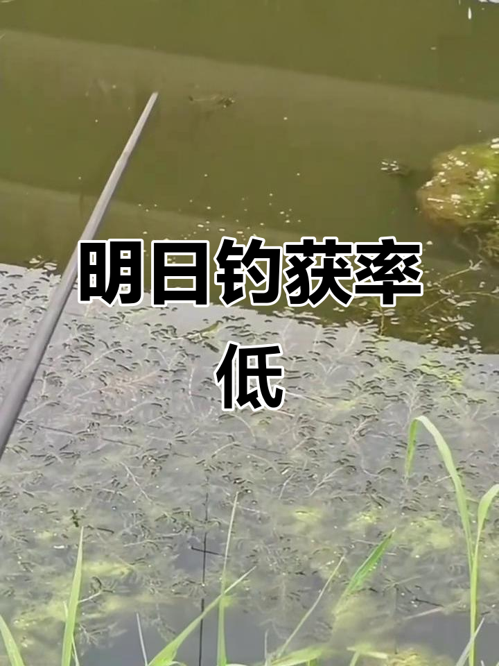 11月26日钓鱼天气预报:气压上升水温降,鱼群活动减弱