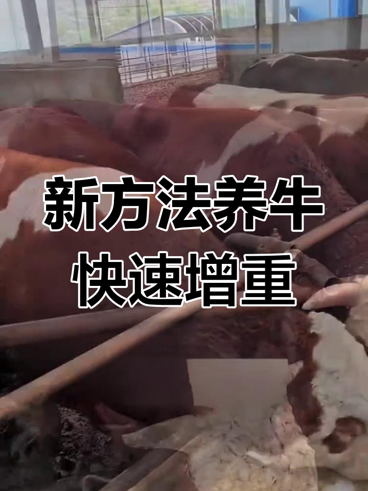 10个月育肥牛,突破1600斤出栏