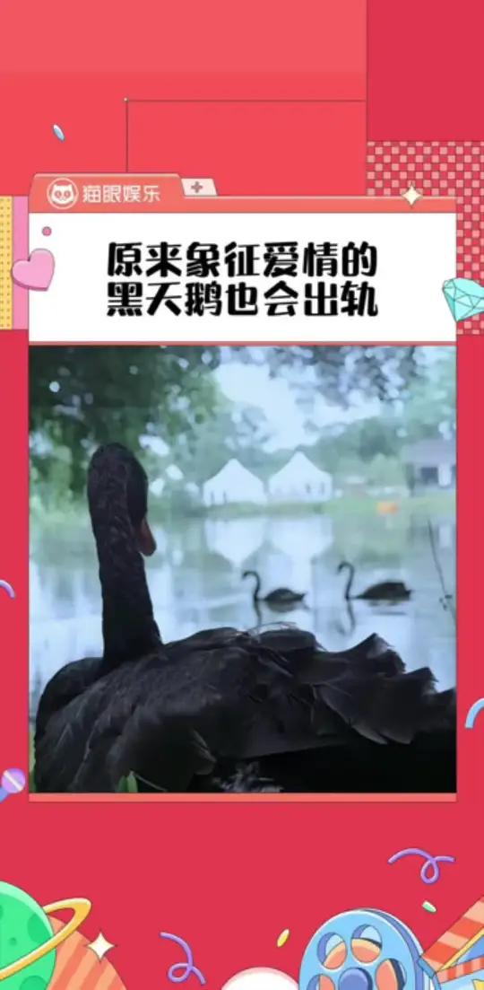 这个世界真的给我一种付出真心就会完蛋的感觉 连鹅也不例外 天鹅黑天鹅爱情 出轨