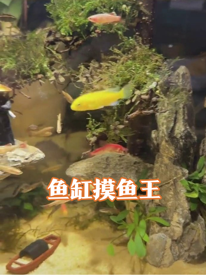 鱼缸摸鱼王:戴斗笠老哥和摆烂小鱼的悠闲日常
