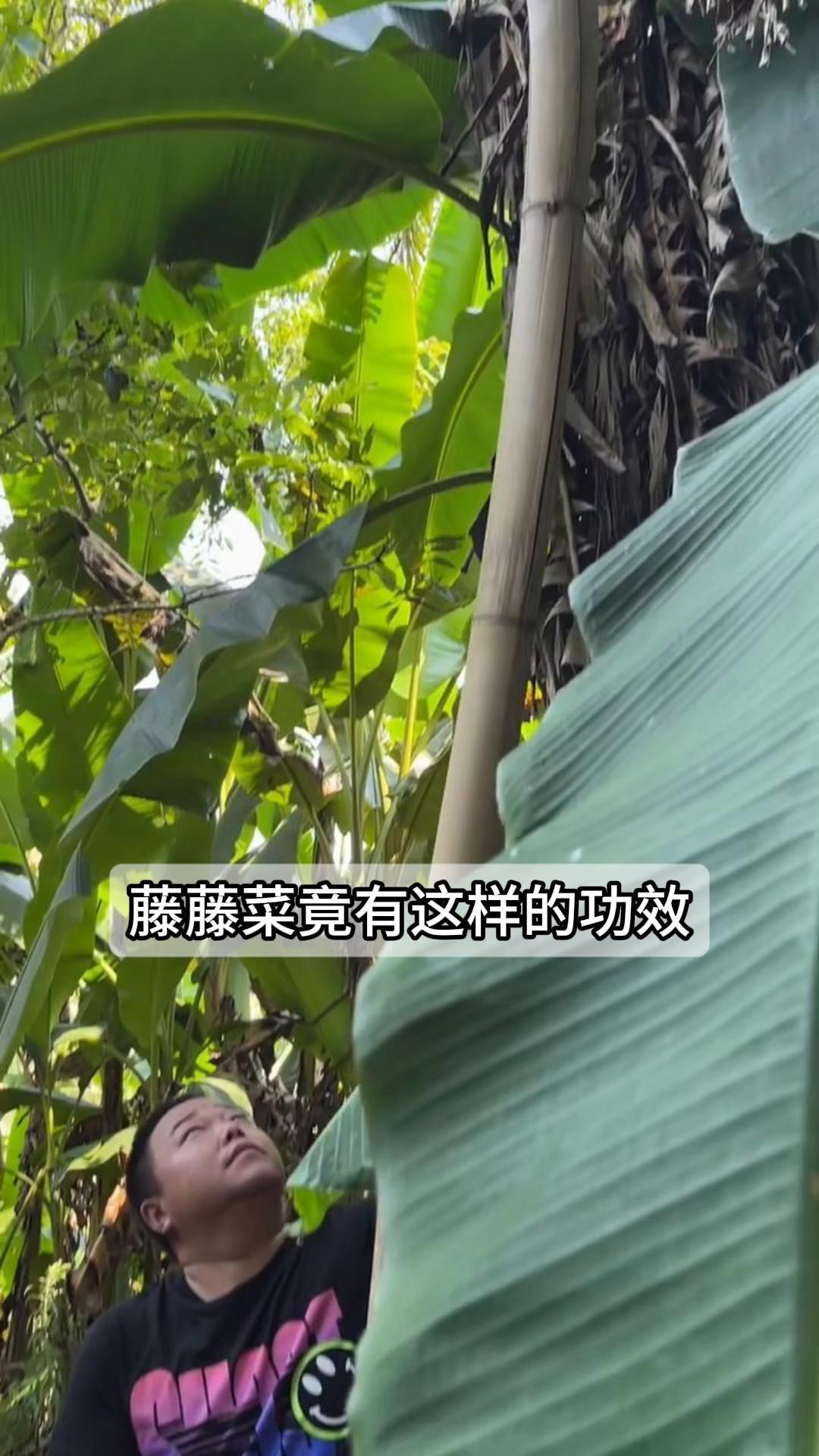 藤藤菜竟有这样的功效