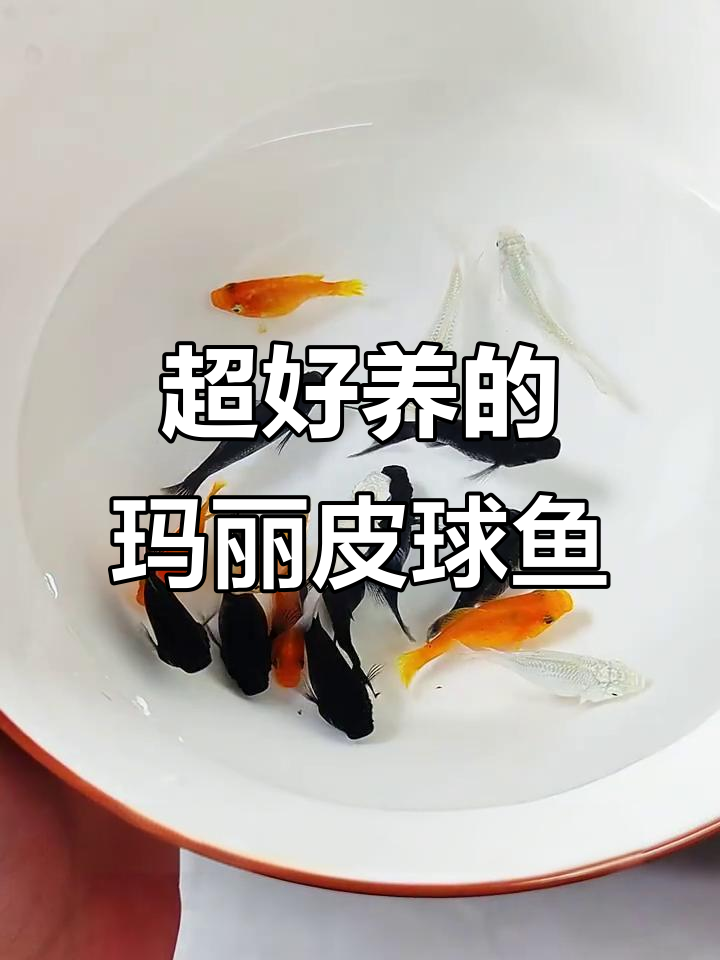 玛丽皮球鱼：超耐养，每月生小鱼，帮你清理缸底残渣