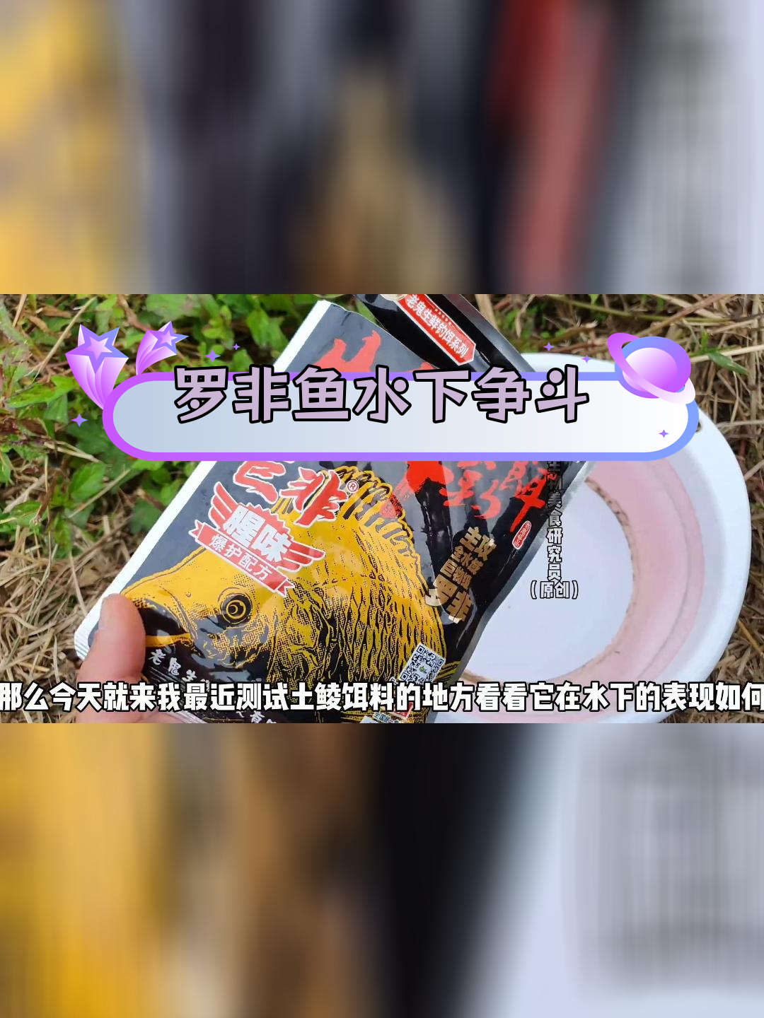 冬季邕江罗非鱼群扎堆抢食,生鲜饵效果测试