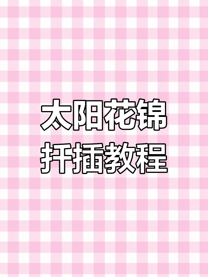 太阳花锦扦插技巧,轻松繁殖一盆多肉植物
