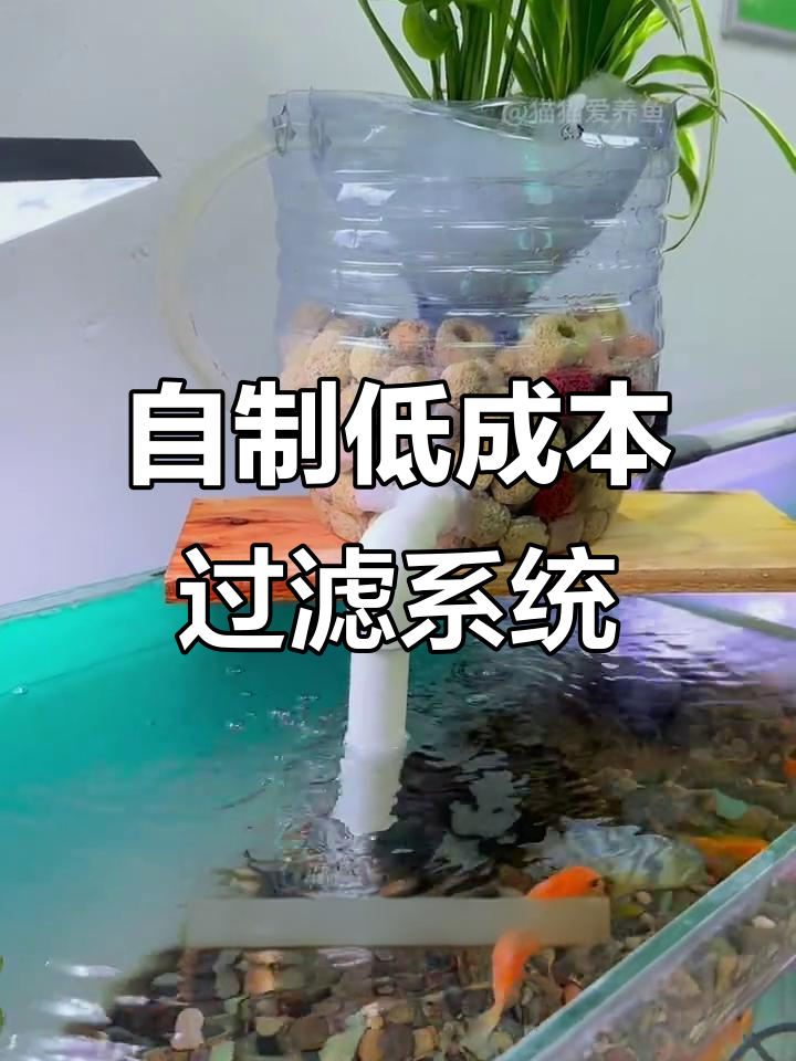 废矿泉水瓶变鱼缸过滤器,简单又高效