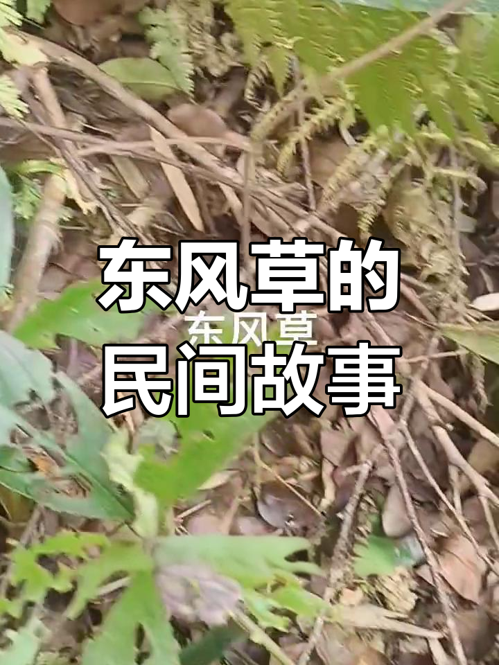 农村常见东风草,竟有这么多别名和用途!