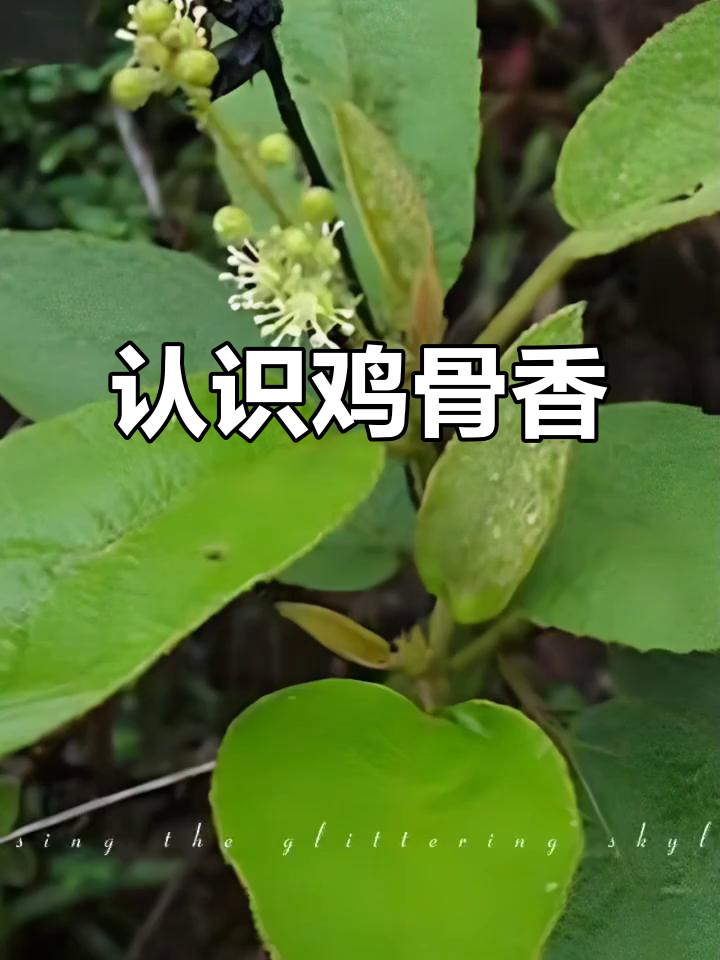鸡骨香：一种神奇的中草药，了解它的功效与作用