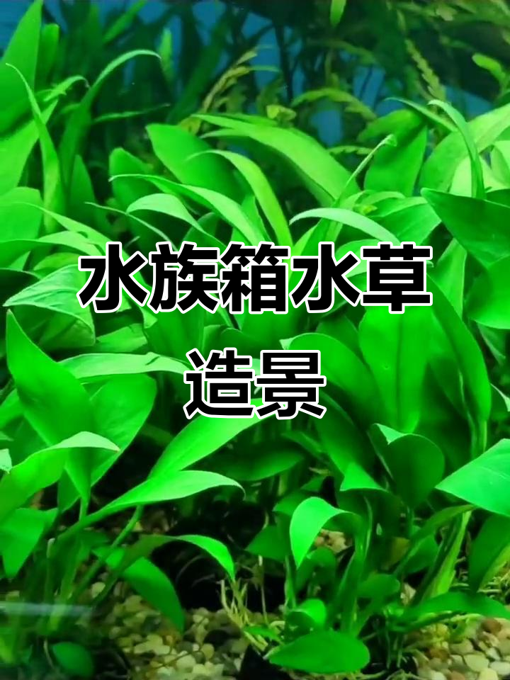 懒人必备淡水鱼缸装饰,水草造景增氧套餐