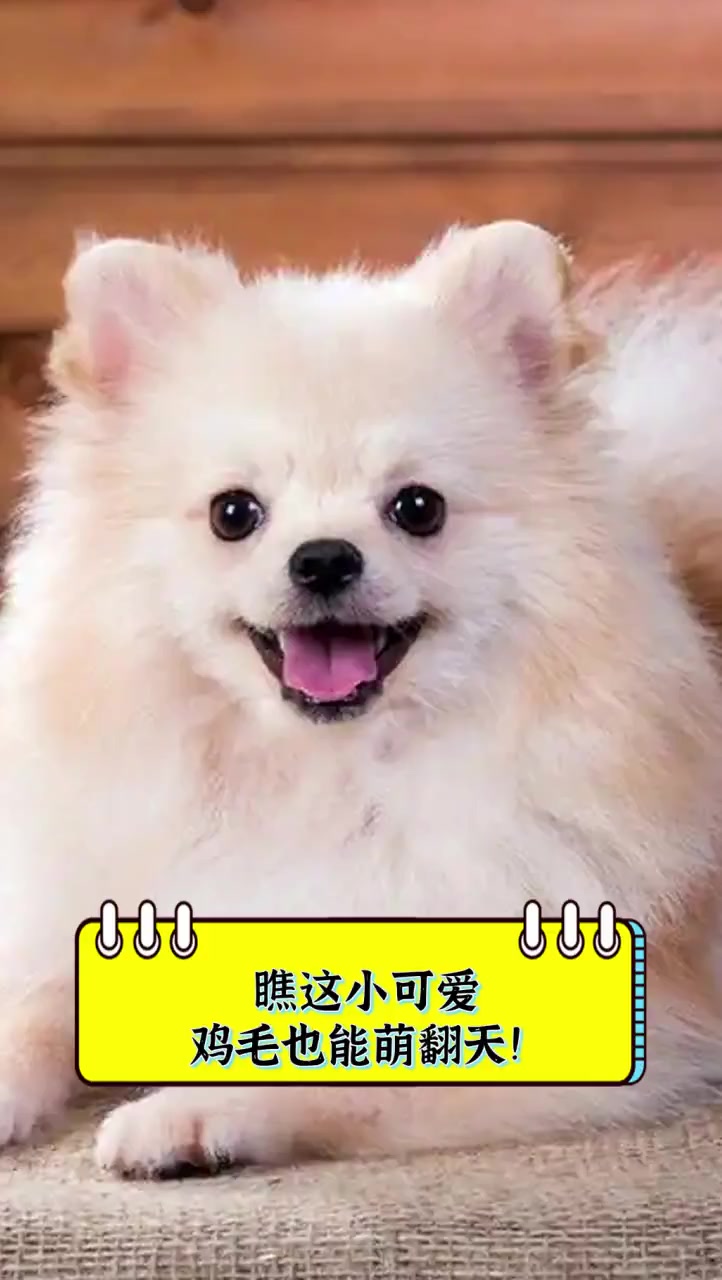 瞧这小可爱,鸡毛也能萌翻天!