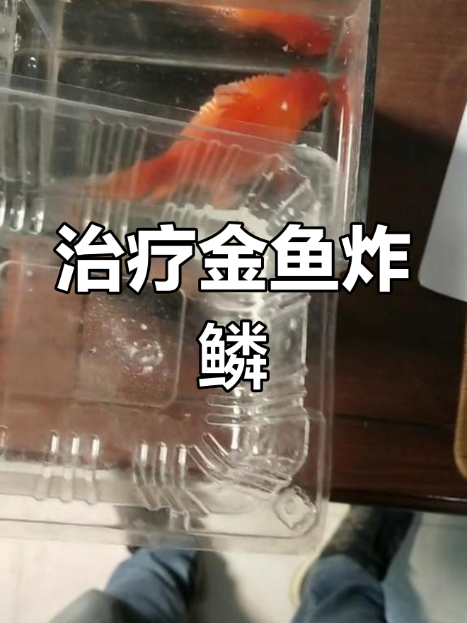 金鱼炸鳞治疗第一天