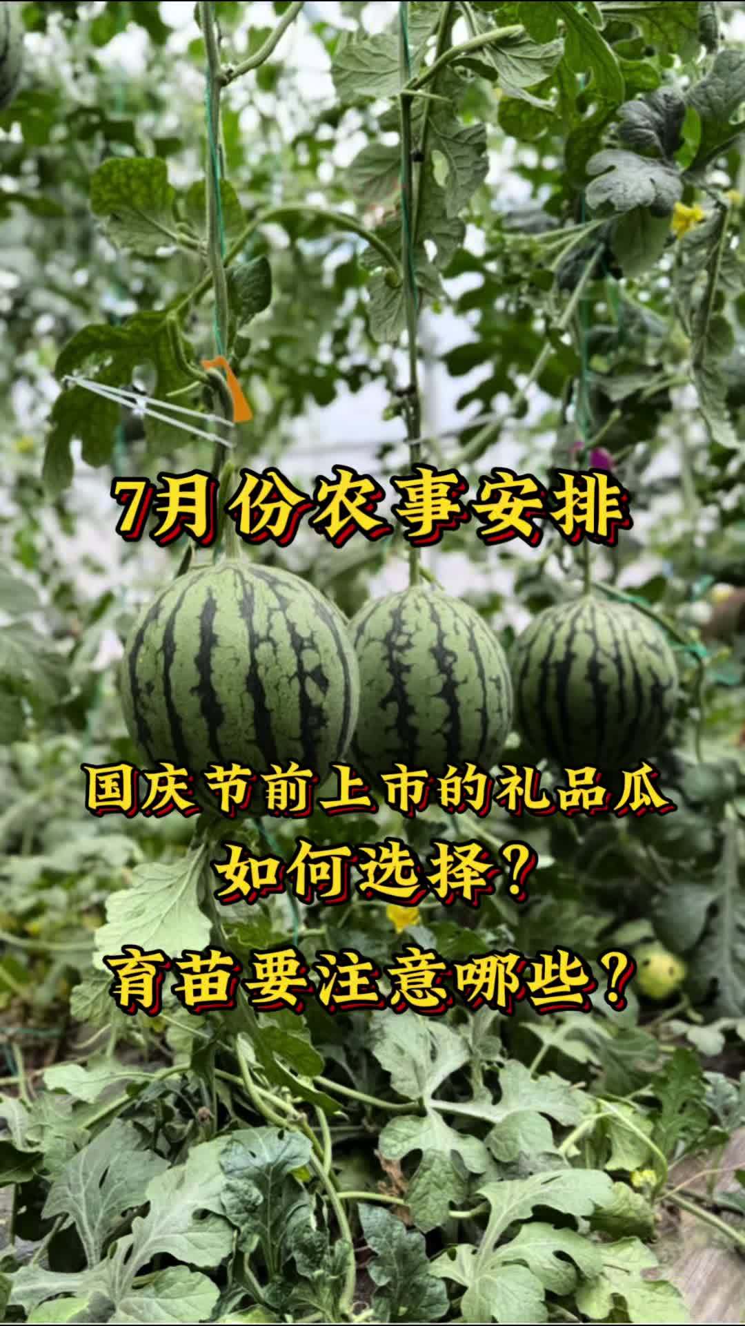 7月份农事安排:国庆节上市的礼品瓜,如何选择?育苗要注意哪些 三农 礼品瓜 农事安排
