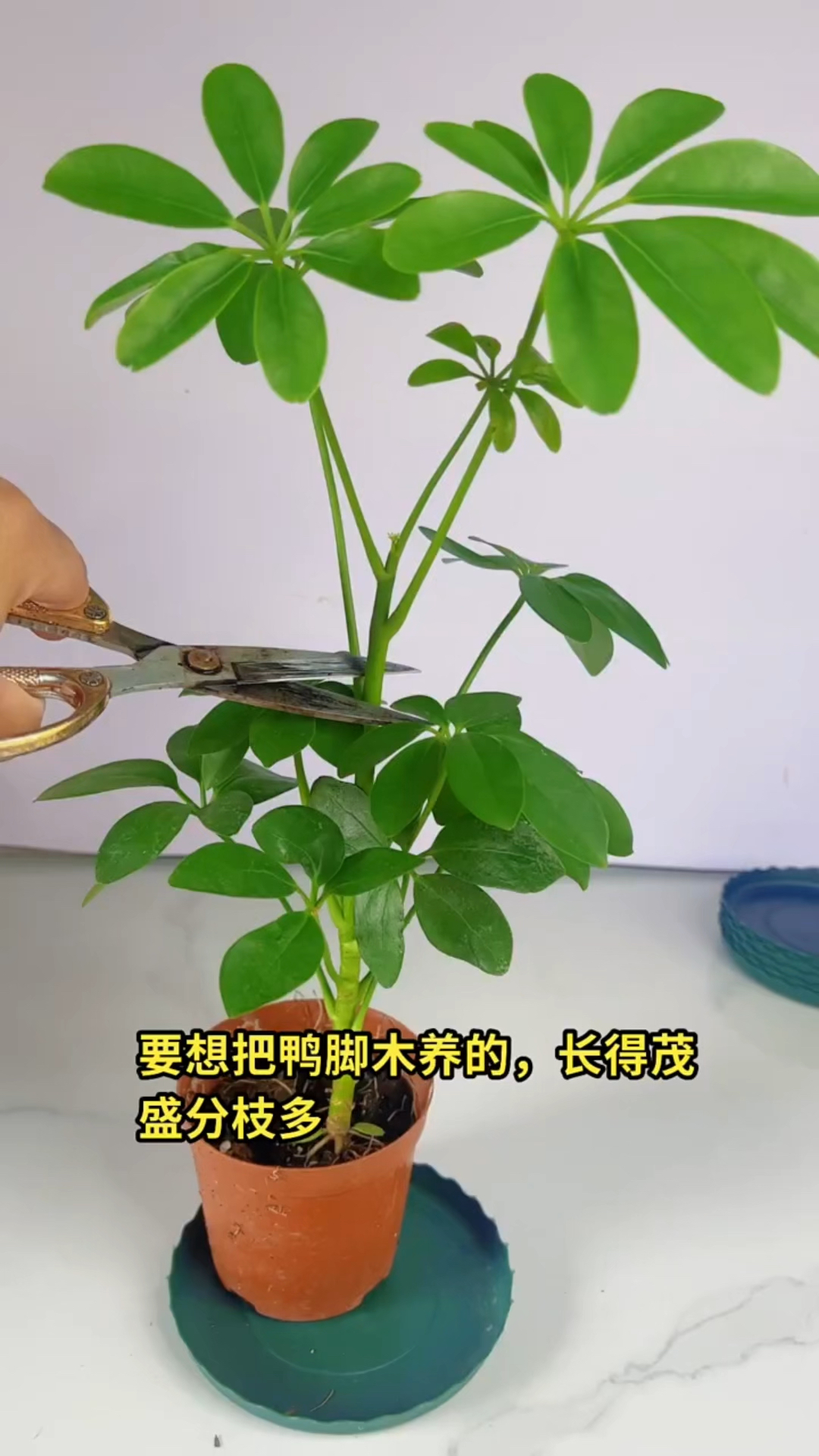 鸭脚木修剪打顶