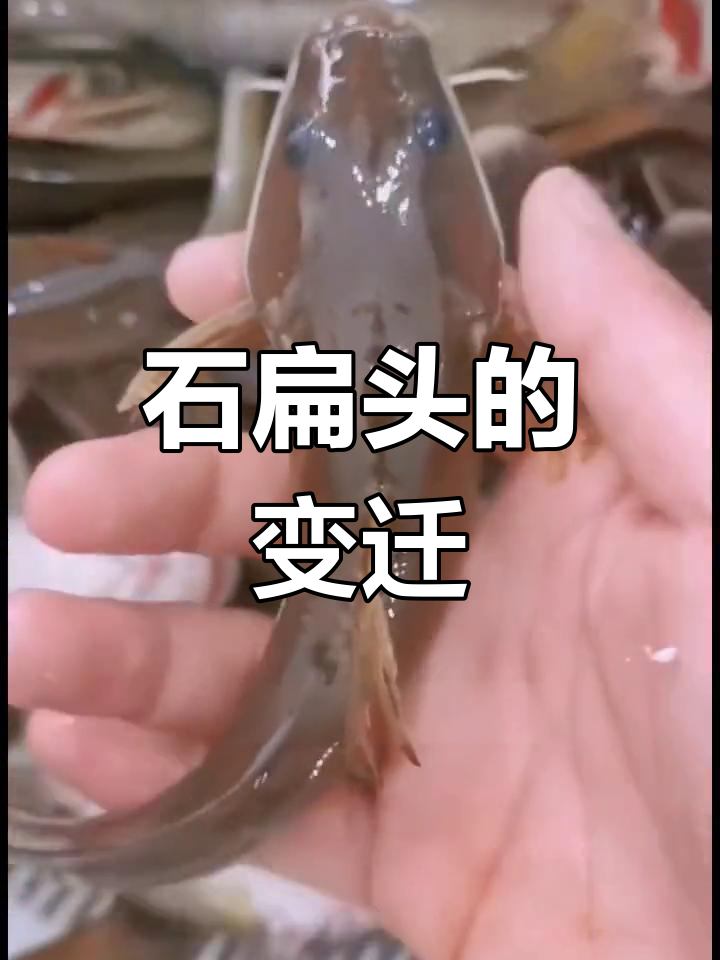 这种石扁头鱼,曾随处可见,如今成了稀罕货