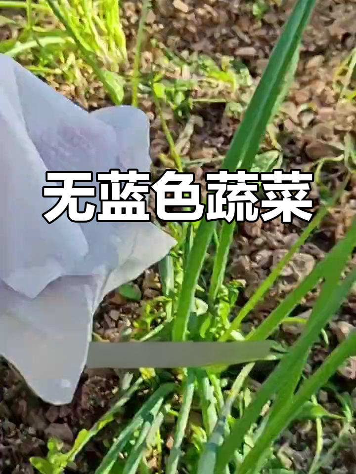 蔬菜异常蓝色现象揭秘