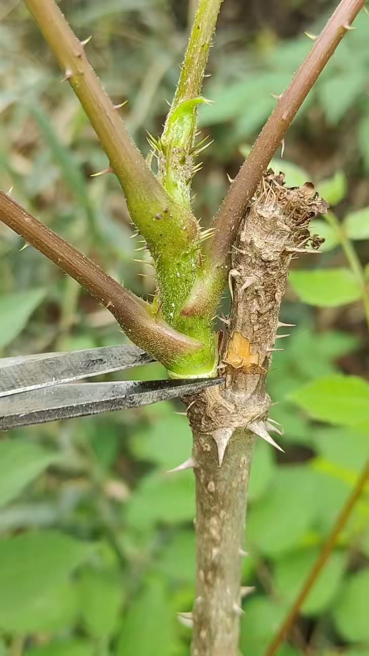 楤木又叫刺龙牙，是山野菜，老一辈常摘来炒腊肉，你家乡有吗？