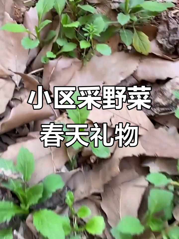 踏青必备！小区里的野菜大丰收，马兰头、地菜全都有