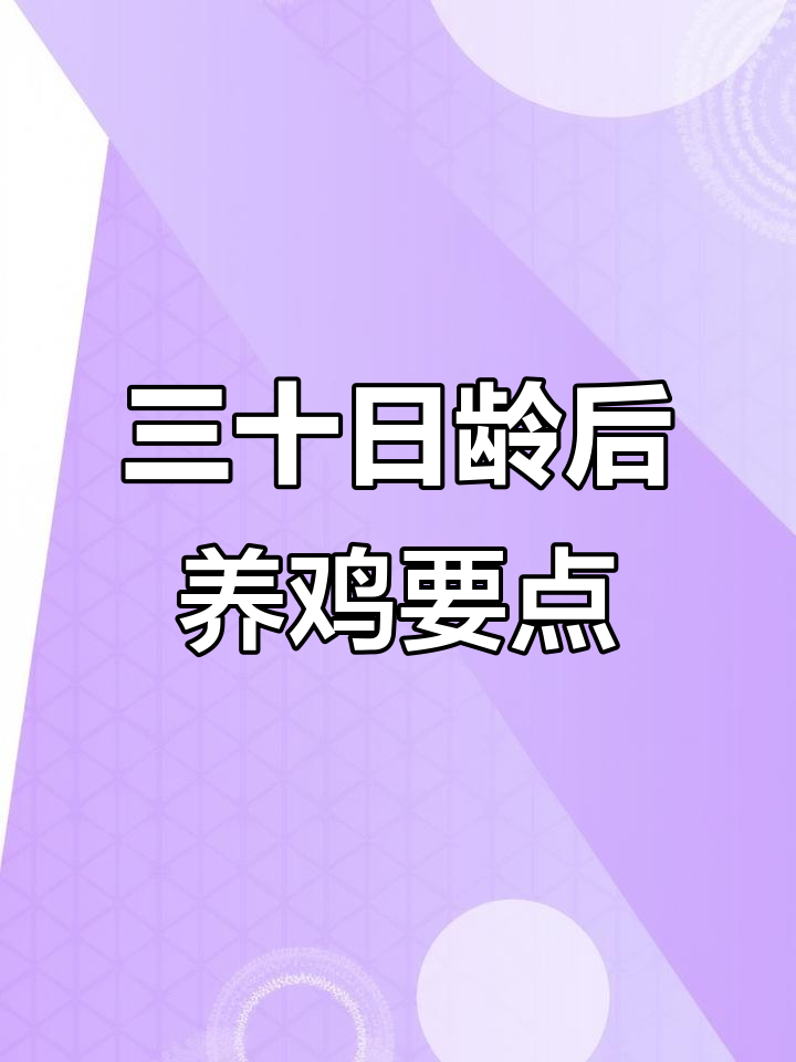 肉鸡30天管理关键细节,降温、控料与肠道健康全攻略