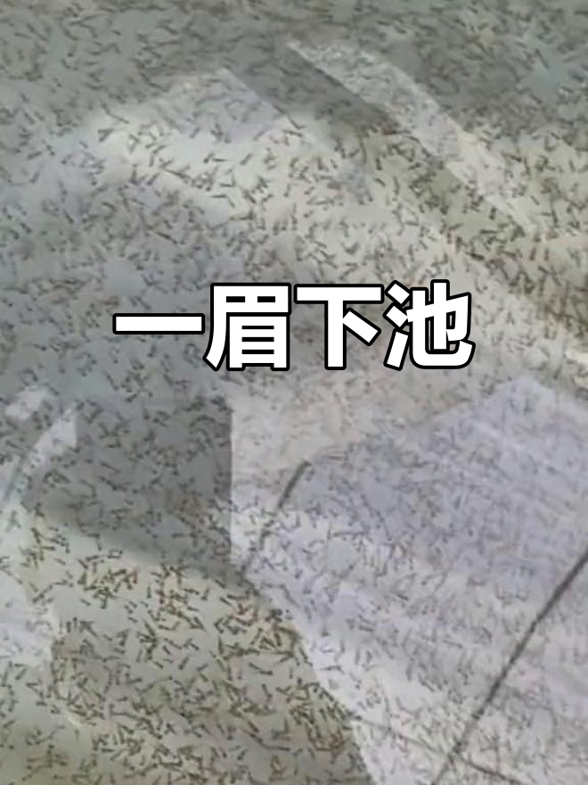 一眉道人鱼繁殖准备