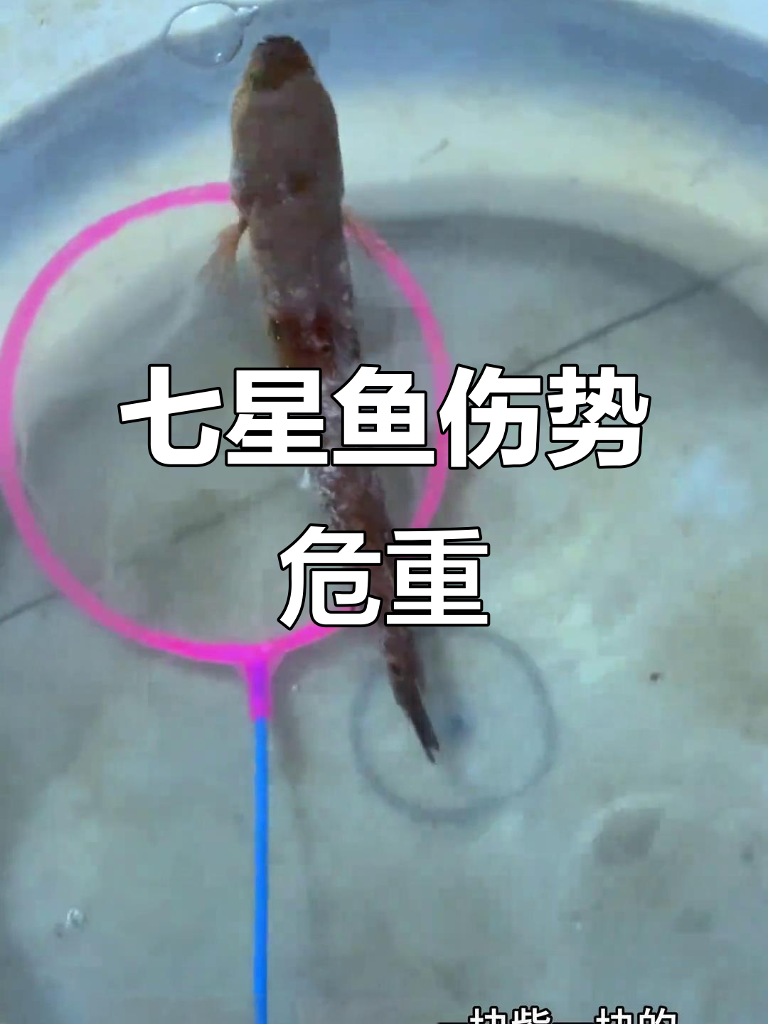 小七星鱼受伤严重,背鳍烂掉生死一线