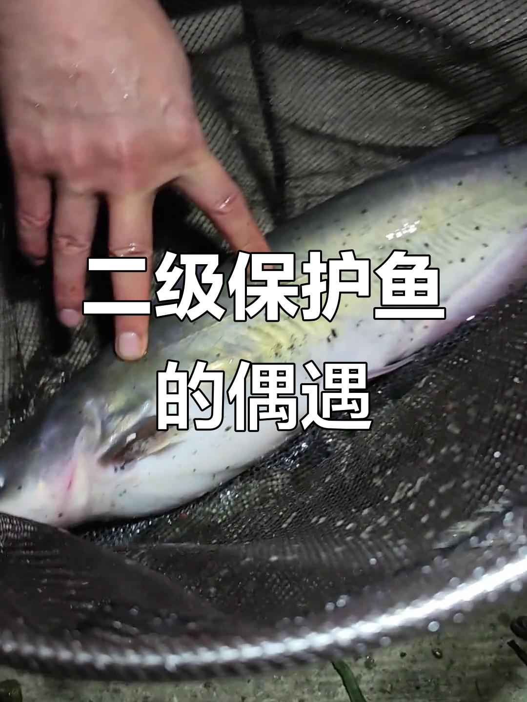 野钓意外捕获二级保护鱼,芝麻剑惊现!