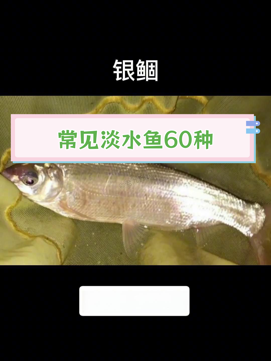 淡水鱼种类大全,60种常见垂钓对象