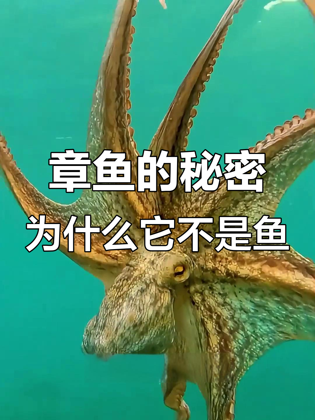 章鱼为何能喷墨？揭秘它的独特生理与智慧