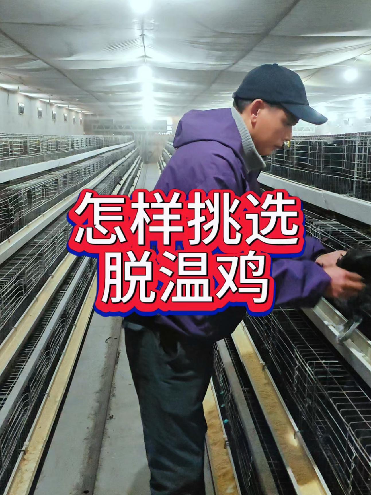 怎样挑选脱温鸡和二个月左右的青年鸡苗?养鸡知识 科学养鸡 养鸡技术 每天分享养殖技术和经验