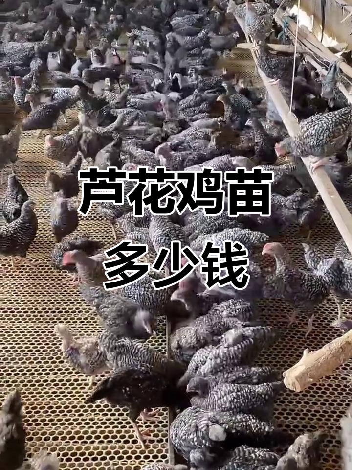 芦花鸡苗批发价格与购买渠道揭秘