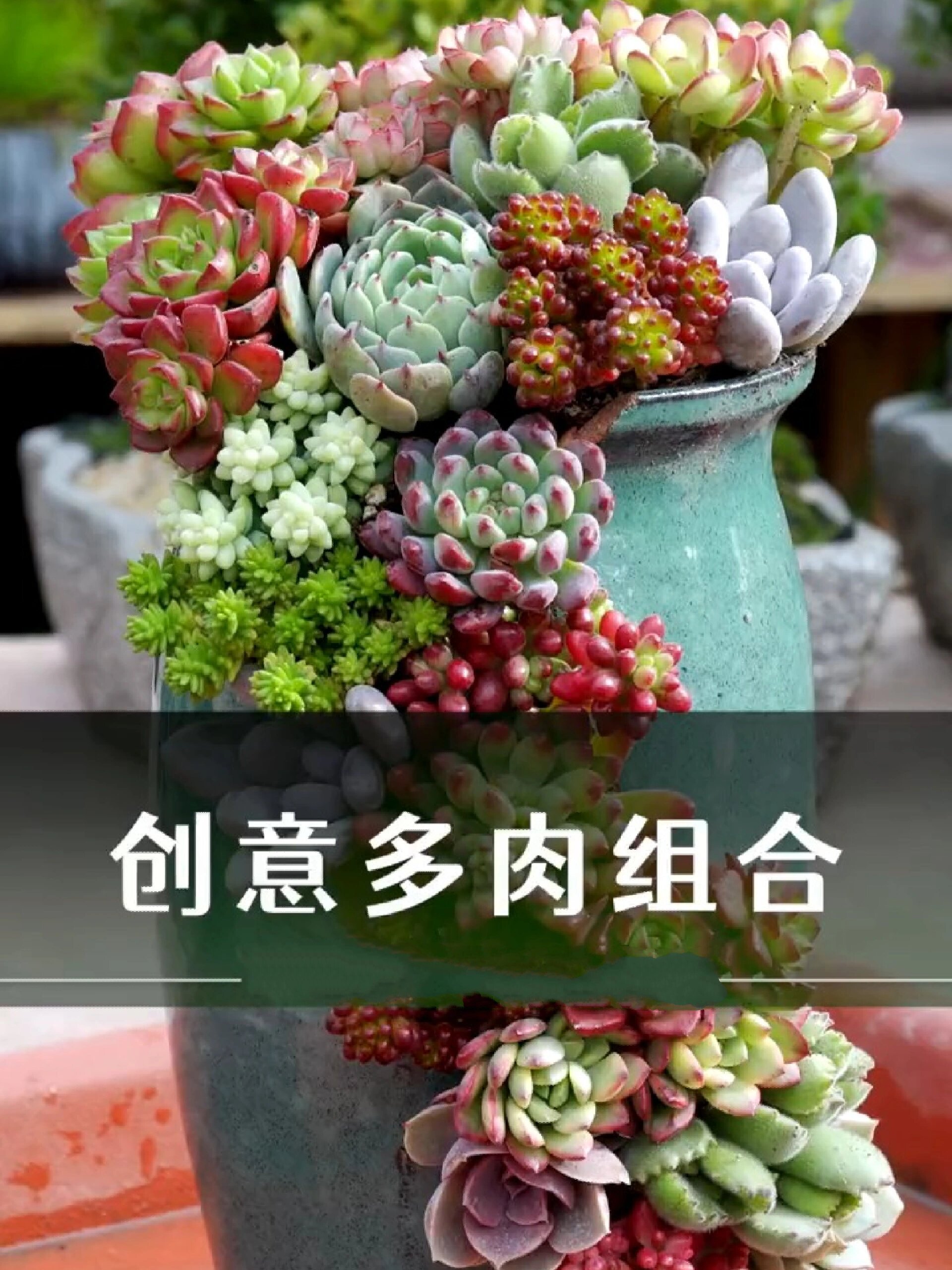 创意多肉组合盆栽该怎么种?详细教程来了!