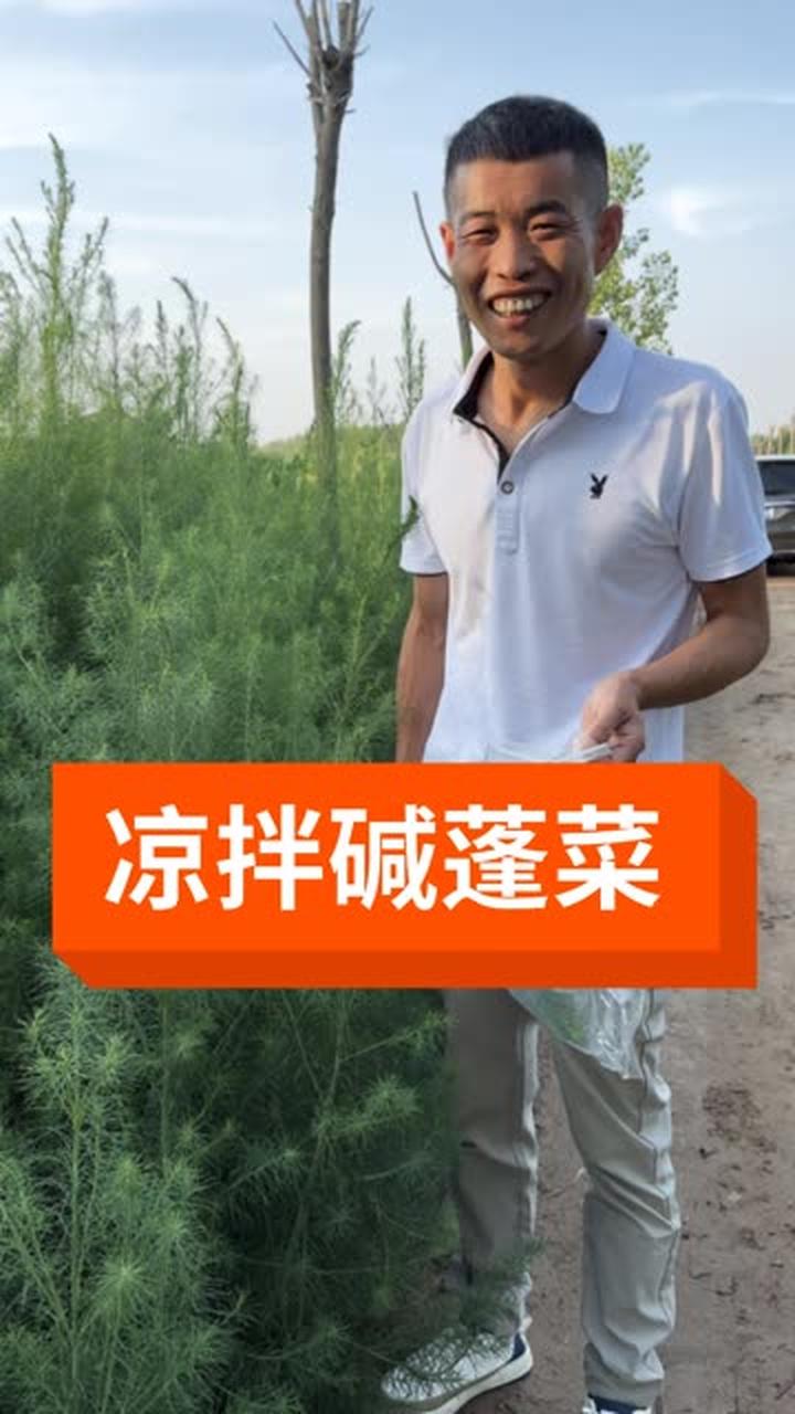 碱蓬菜具有降糖,降血压,降血脂,防止心脏病