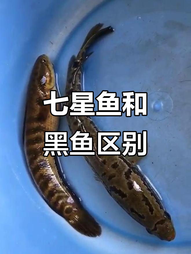 七星鱼与黑鱼的差异，你了解吗？