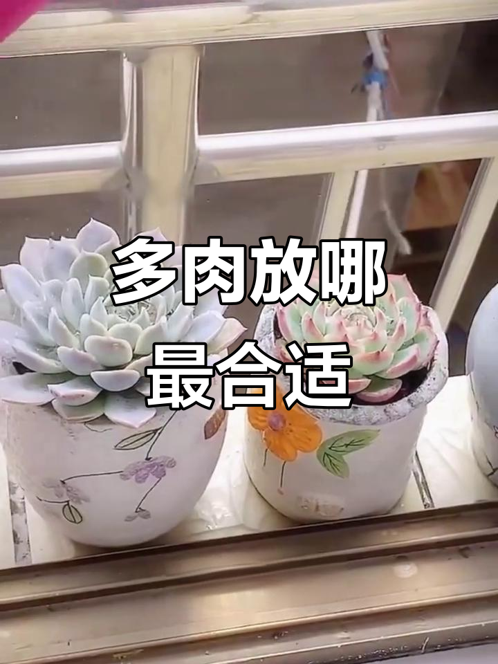 多肉植物适合放在哪里?卧室养护小技巧