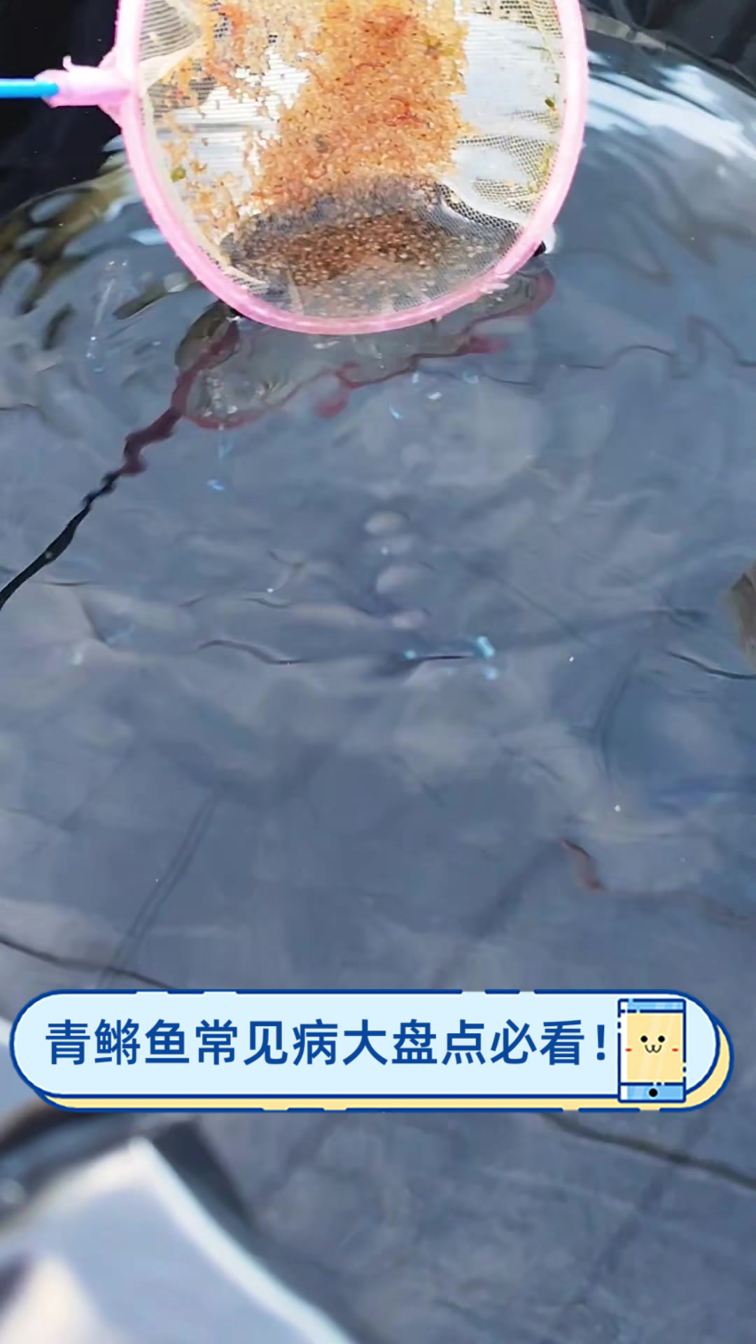 青鳉鱼常见病大盘点,必看!