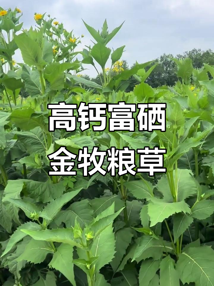 金牧粮草:高钙富硒蔬菜与茶叶新农业探索