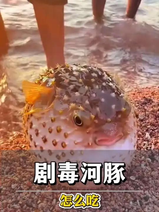 世界最毒的鱼——河豚，为什么还要吃它，都是怎么处理的？#我们的海洋世界 #创作者中心 #创