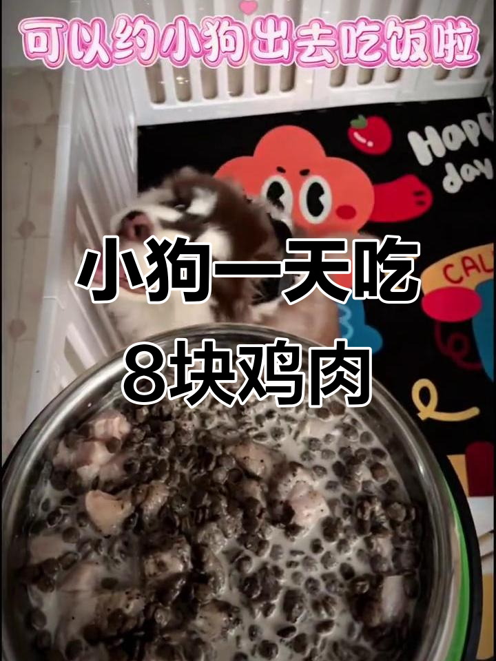 三个月小狗一顿吃8块鸡胸肉,狗粮牛奶全搞定