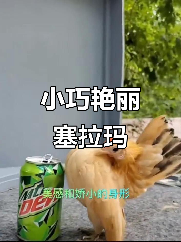 世界上最小的宠物鸡,塞拉马带你走进迷你世界