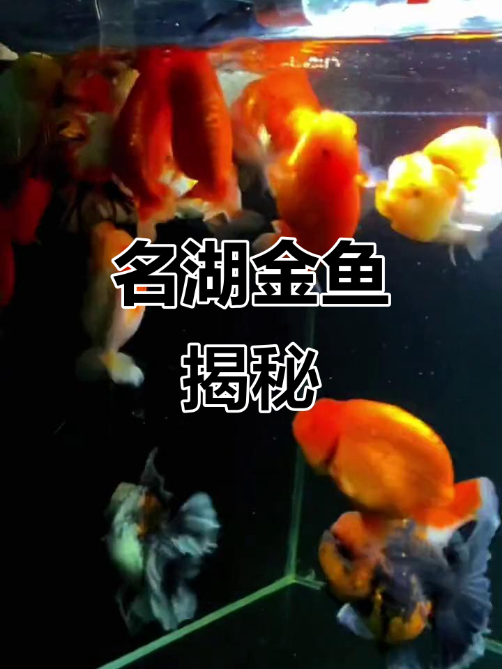 泰寿名湖金鱼:探秘美丽水族世界